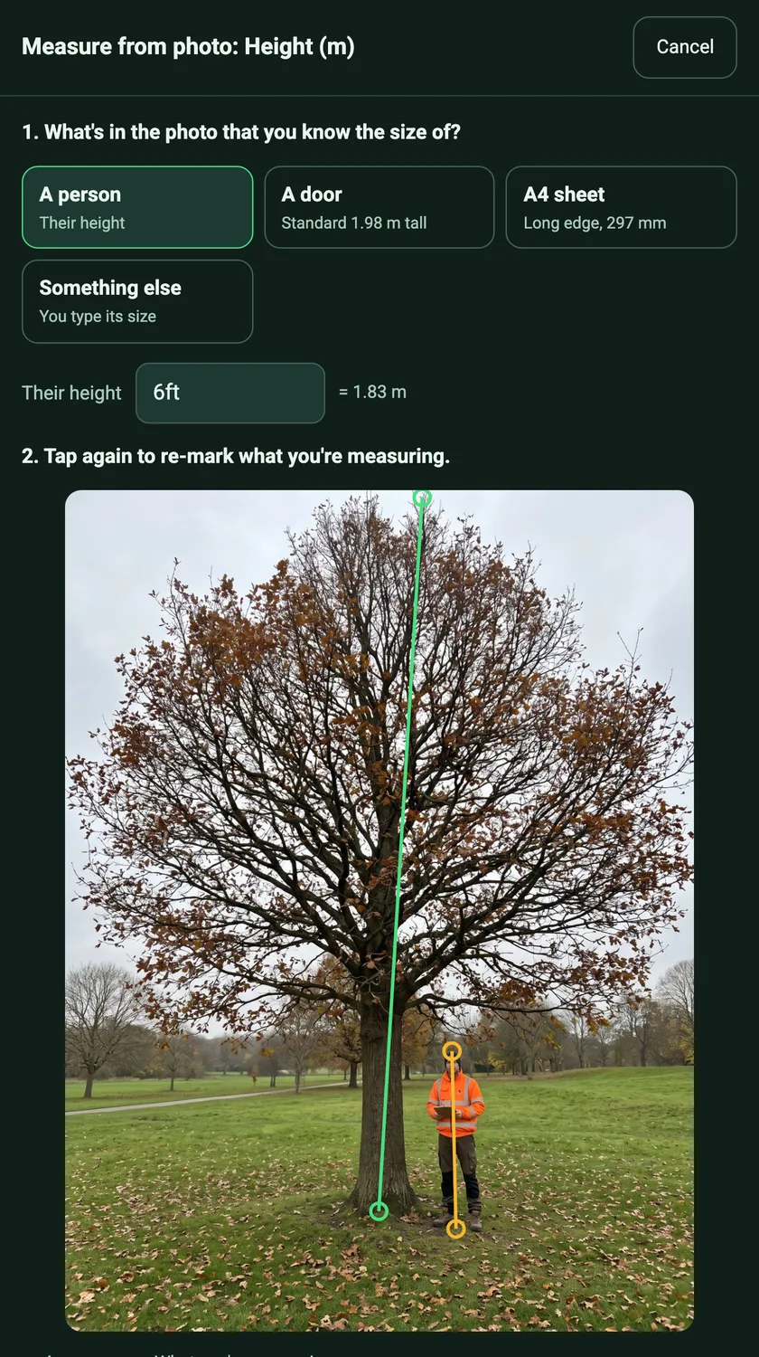 A green line marked from the base of the oak's trunk to the top of its crown, beside the yellow line on the surveyor