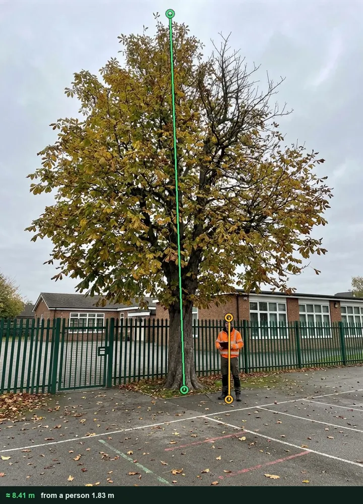 Horse chestnut by the playground gate, measured from a photo at about 8.41 m against a surveyor 1.83 m tall