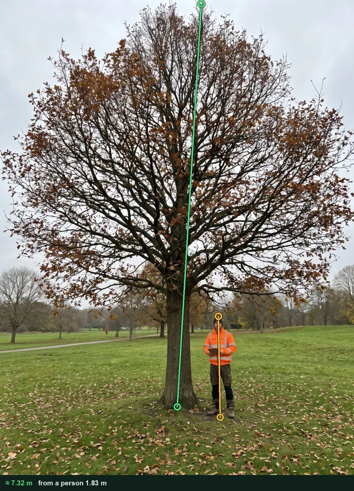 English oak on the playing field, measured from a photo at about 7.32 m against a surveyor 1.83 m tall