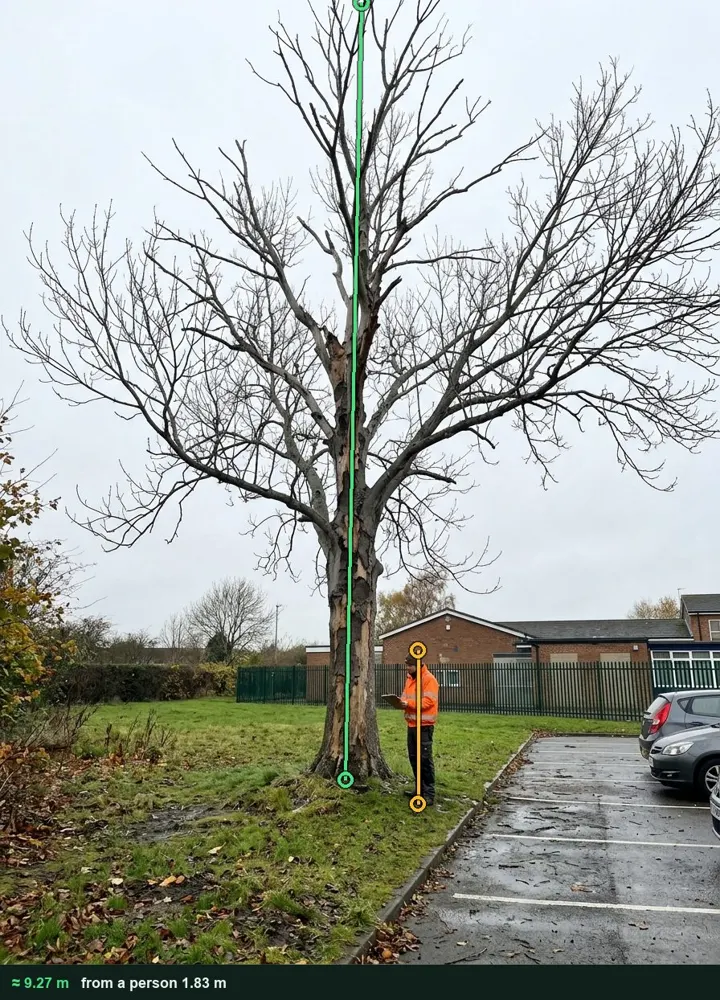 Dead ash at the edge of the car park, measured from a photo at about 9.27 m against a surveyor 1.83 m tall